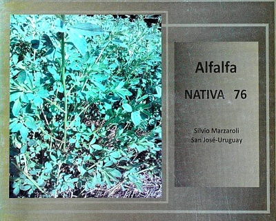 Alfalfa nativa 76