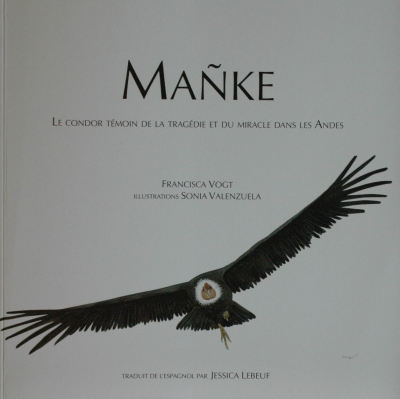 Mañke : le condor témoin de la tragédie et du miracle dans les Andes