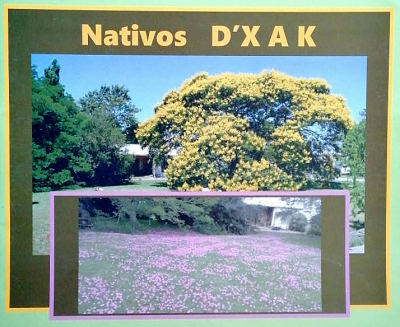 Nativos D´X A K