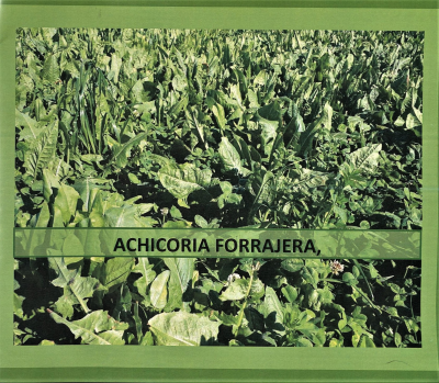 Achicoria forrajera
