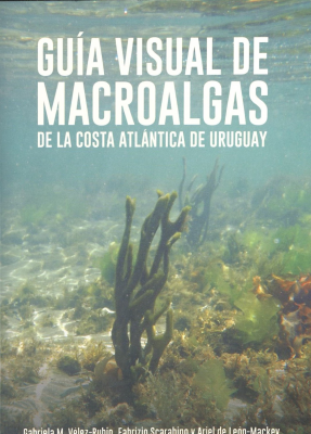 Guía visual de macroalgas de la costa atlántica de Uruguay