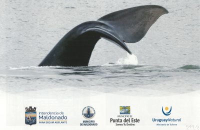 Ballena Franca Austral : observaci&oacute;n de fauna marino costera en Uruguay